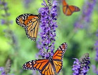 Mulitple monarch butterflies on lilacs