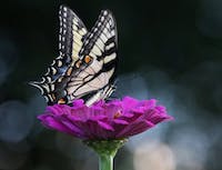 A cream colored butterfly on a pink flower
