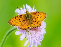 An orange butterfly on a light pink flower