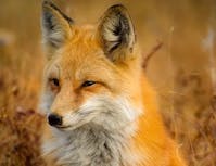 A fox in a field