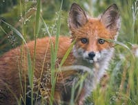 A fox in tall grass