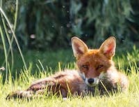 A fox laying down in grass