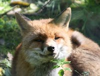 A fox smiling and looking upwards