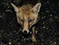 A brown fox on a gravel like surface