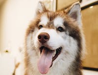A husky with its mouth open in a home