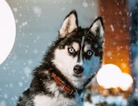A husky looking at the camera through snowfall