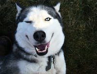 A husky laying on the ground