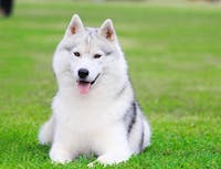 A white husky lying down on some grass