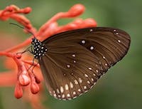 Butterfly on an orange plant