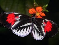A black, red, and white butterfly