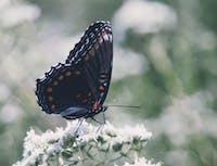 A black butterfly on a white flower