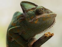 Chameleon looking upwards
