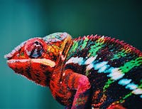 A rainbow chameleon