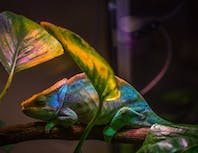A colorful chameleon next to some leaves