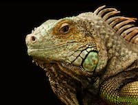 A chameleon with a beard