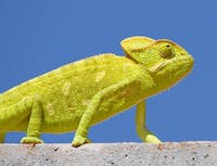 A yellow chameleon on a piece of wood