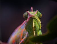 A green chameleon staring at the camera