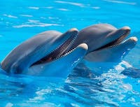 Two dolphins next to eachother in the water