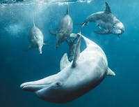 Four dolphins swimming underwater