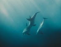 A pair of dolphins deep sea diving
