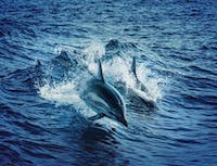 Two dolphins swimming through a wave