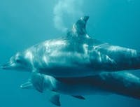 A pair of dolphins swimming together
