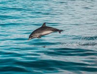 A singular dolphin jumping out of the water
