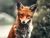 Orange fox in winter background