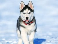Husky running through snow