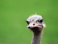 Ostrich behing a green environment