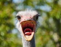 An ostrich yelling at the camera