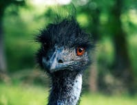 A black ostrich in a forest