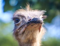 An ostrich looking majestic