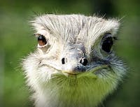 An ostrich close to the camera, smiling