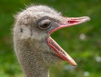 A yawning ostrich facing to the side of the camera